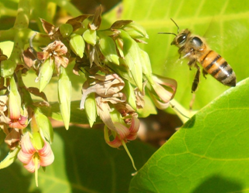 Bee pollinating cashew flowers